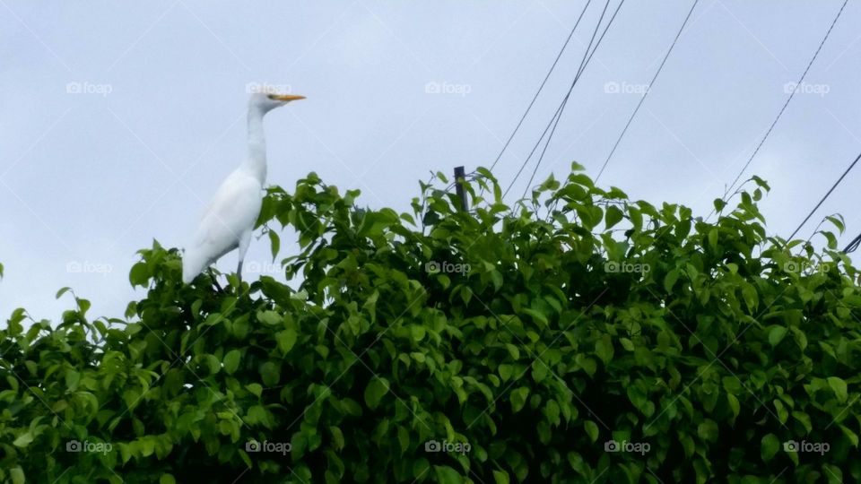 White Egret in Tree