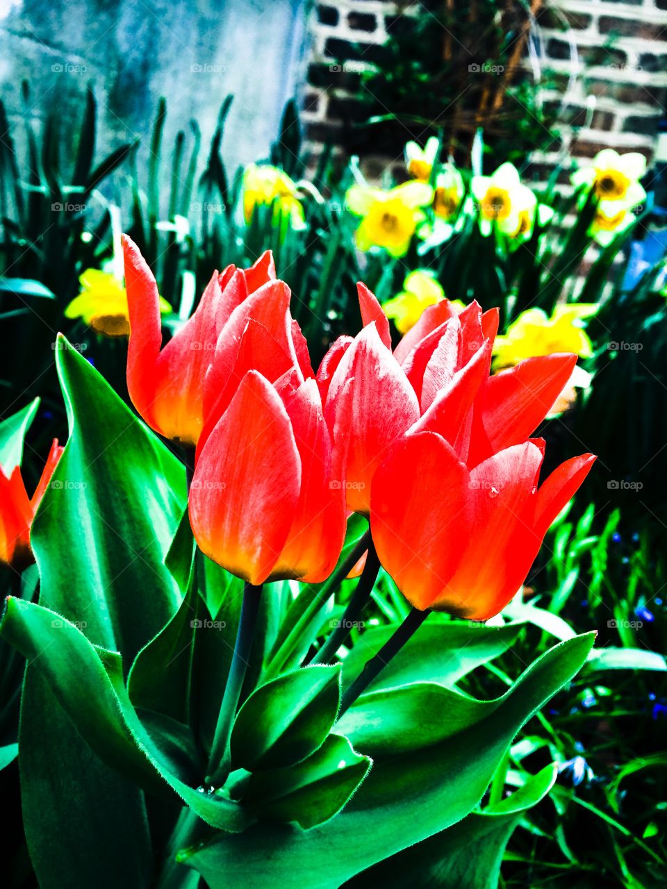 Tulips. Springtime in the city. 