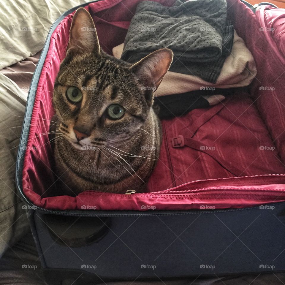 A forlorn cat sits in a suitcase, begging you with its eyes not to leave on a trip. The suitcase is lined with pink and the cat is a tabby. Some clothing is visible in the background.