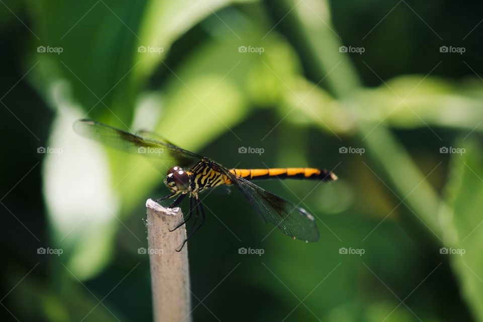 Female Blue Dasher Dragonfly on branch