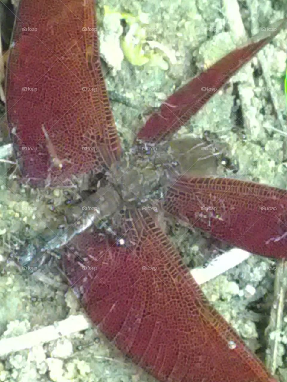 After the life was over, make a soul that you feel sorry for thinking about the share of the ants in one part of the body.