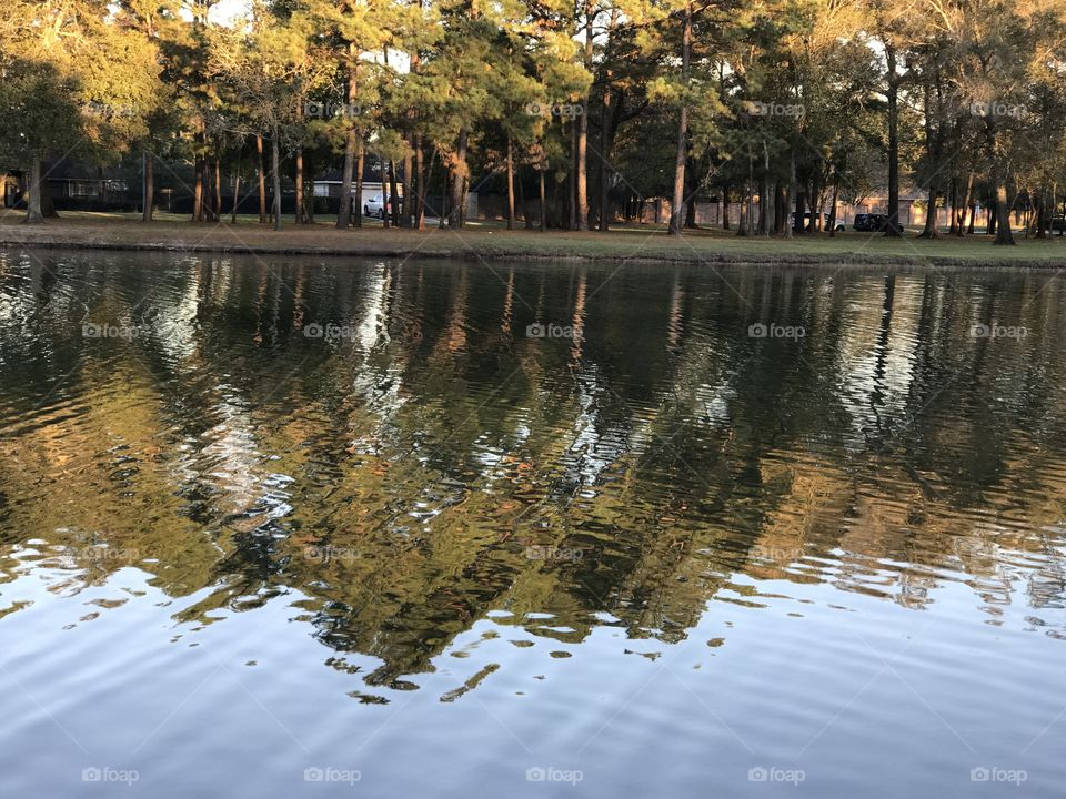 Reflection of trees in a lake.