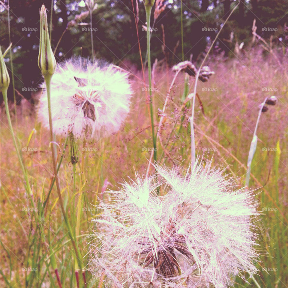 field nature dandelion grass by magenta_sally