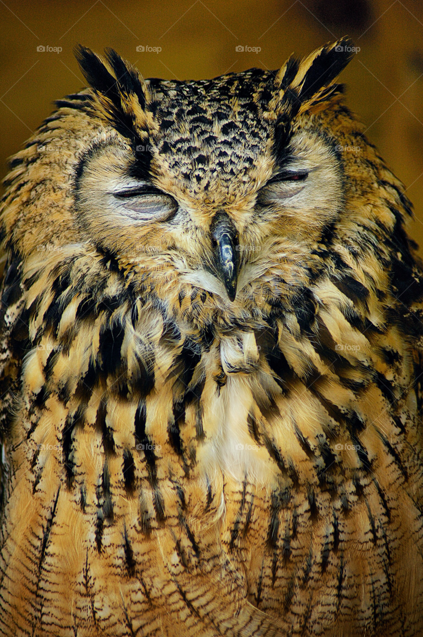 close up resting owl drowsy by mparratt