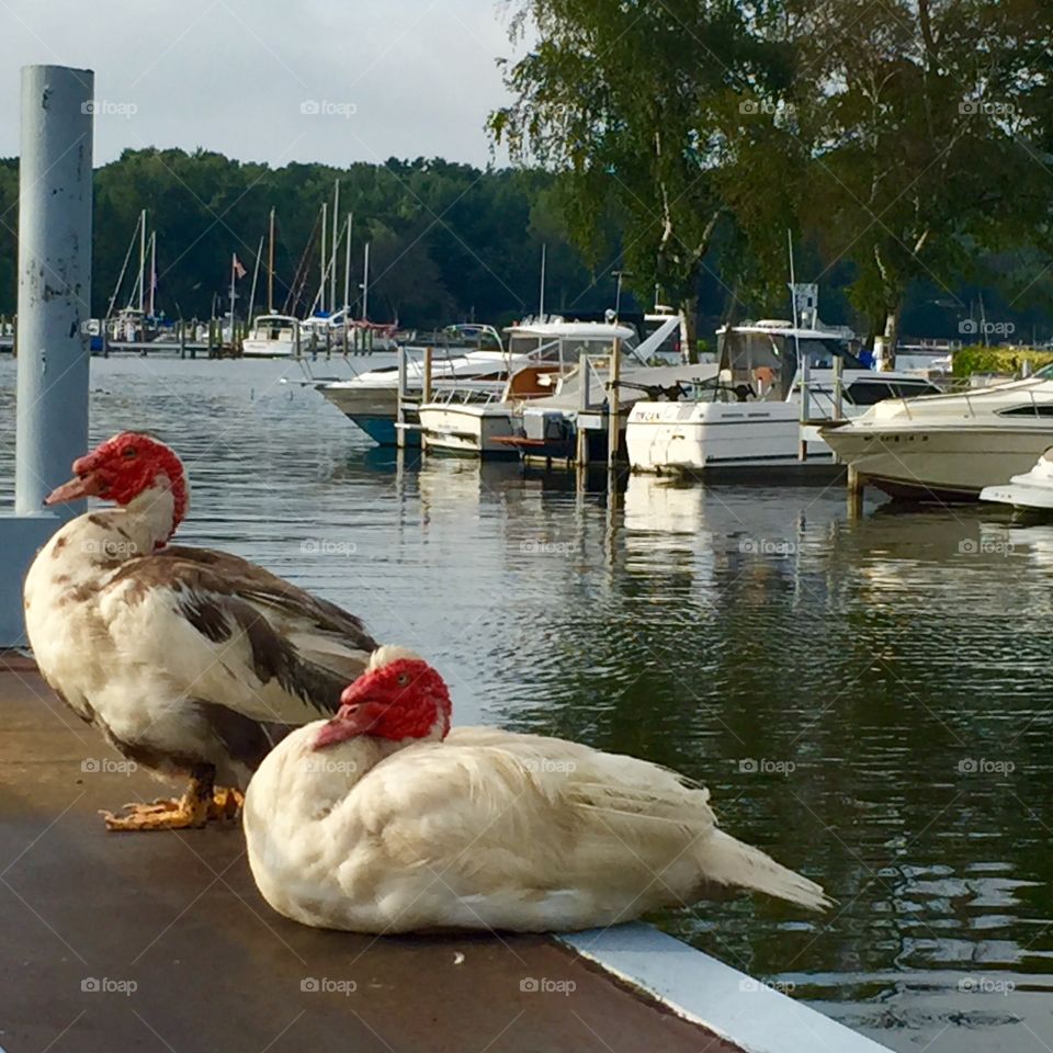 Muscovy ducks in the Marina
