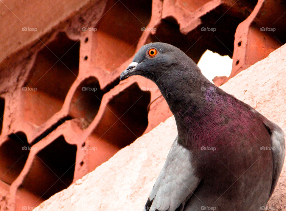 Pombo Só observando