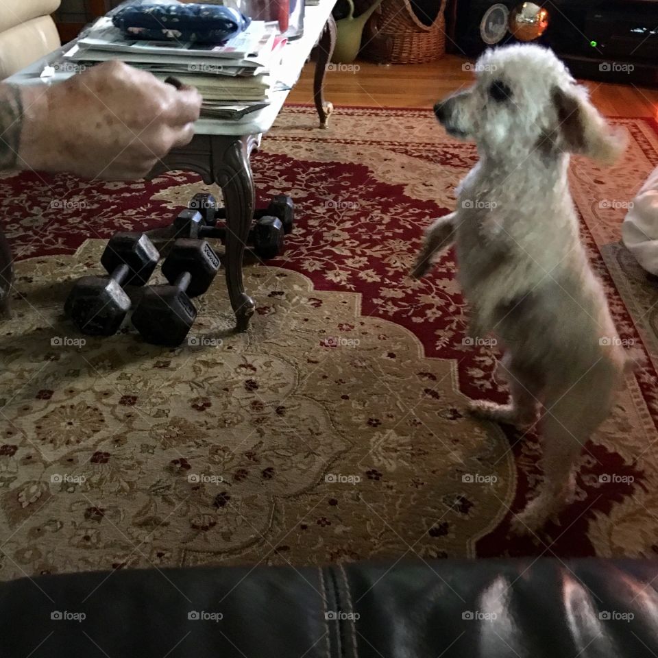 You can teach an old dog a new trick!🐾