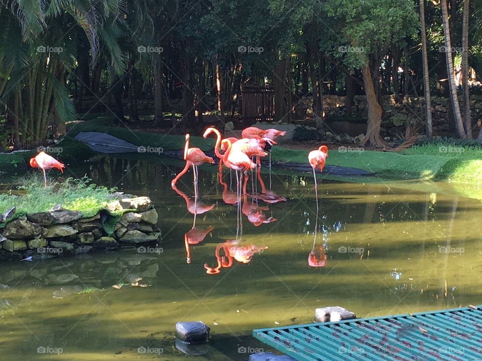 Flamingos at the Grand Palladium resort in Mexico