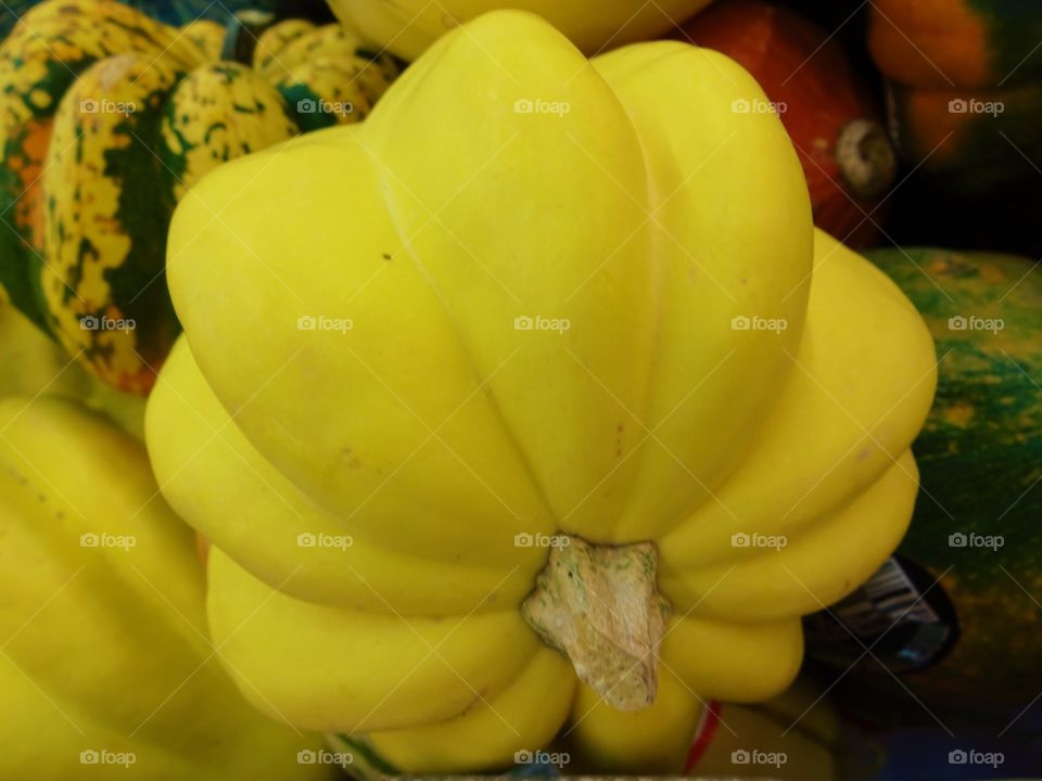 Fall squash