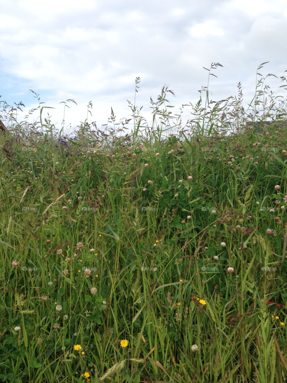 Field, Grass, Hayfield, Nature, Summer