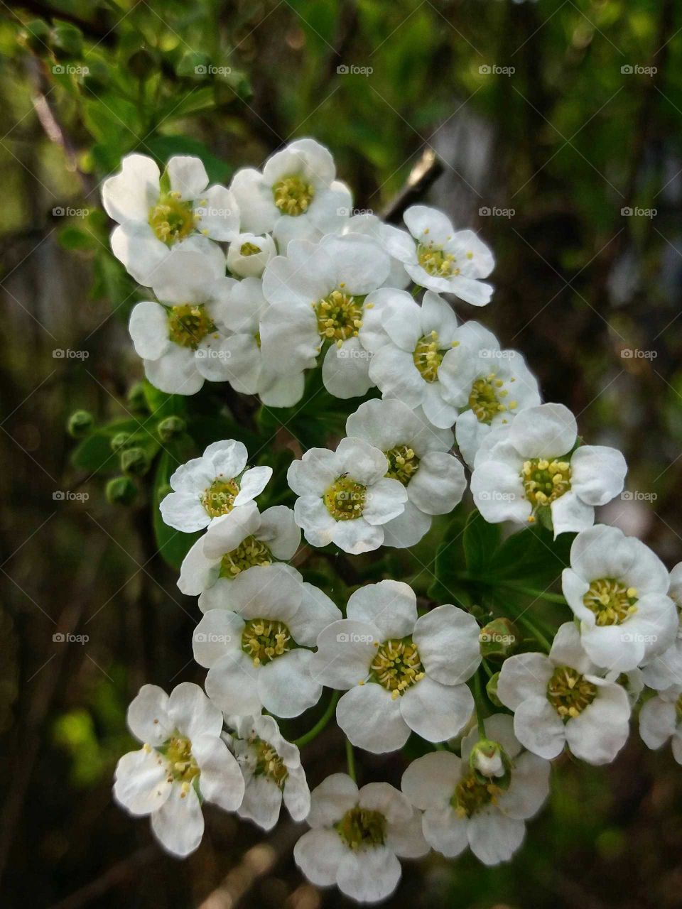 tiny blossoms close-up