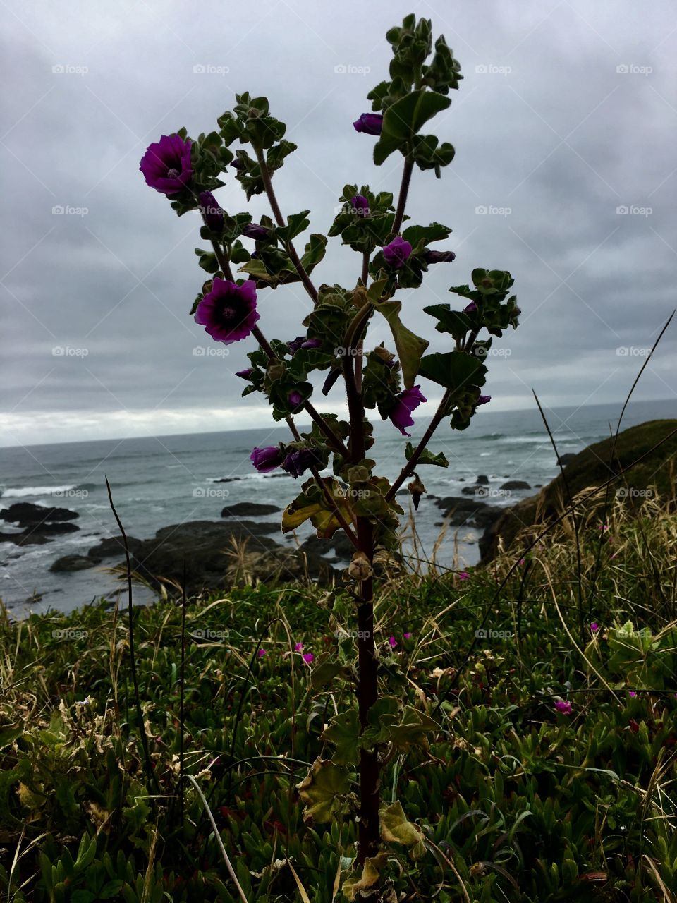 Seashore wildflowers