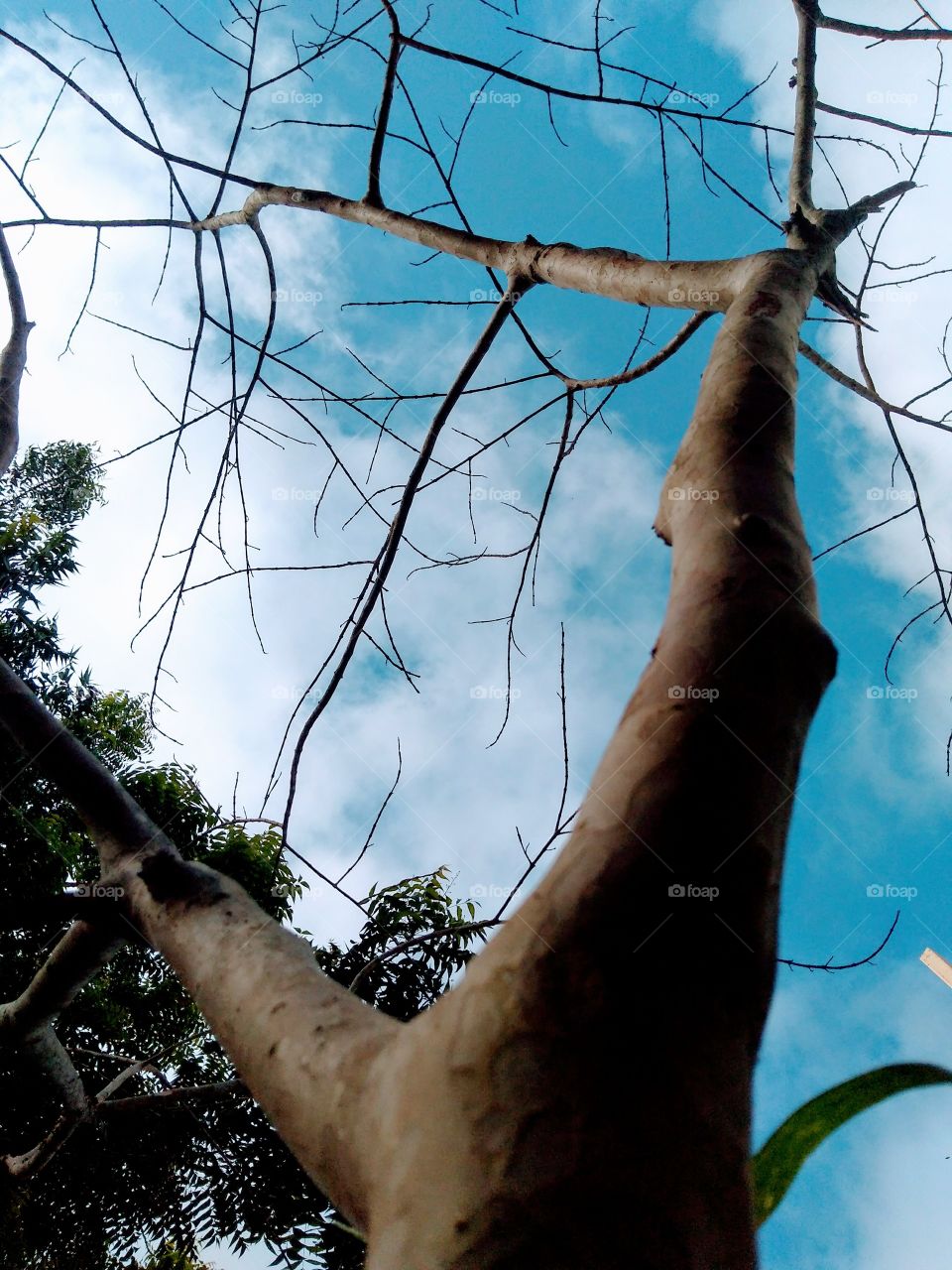 branches of a tree in rectangle