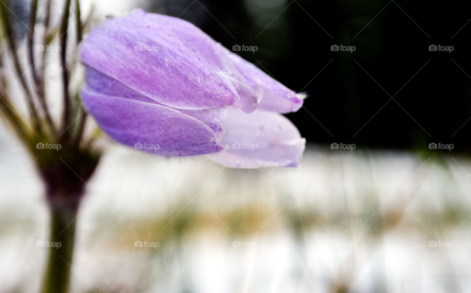Close-up of purple wildflower at Banff