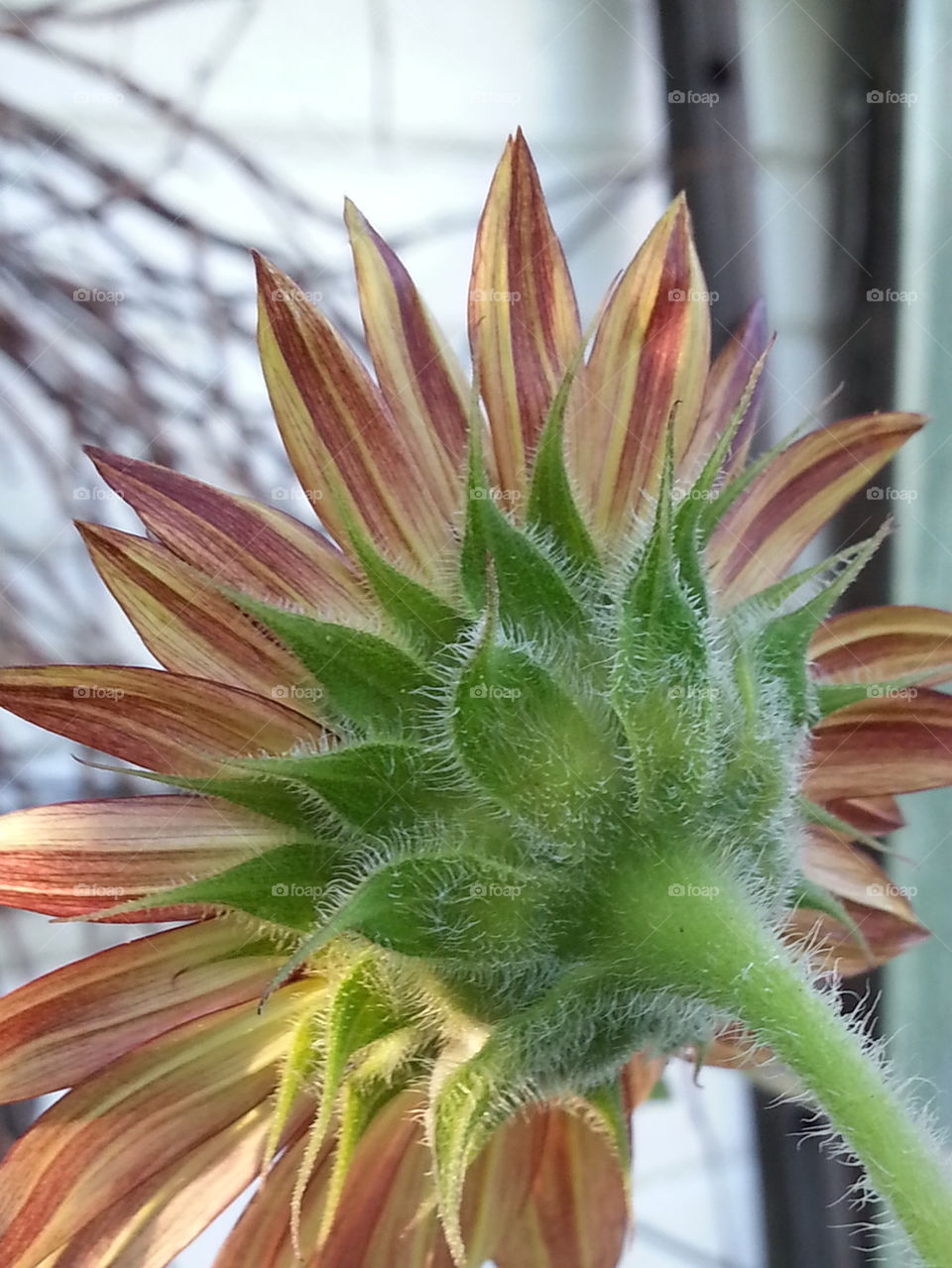 sunflower from behind