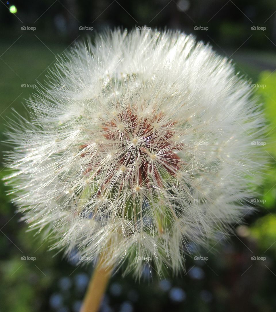 Dandelion seed head