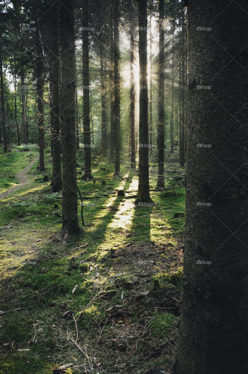 Landscape photo of forest or woods in sunset