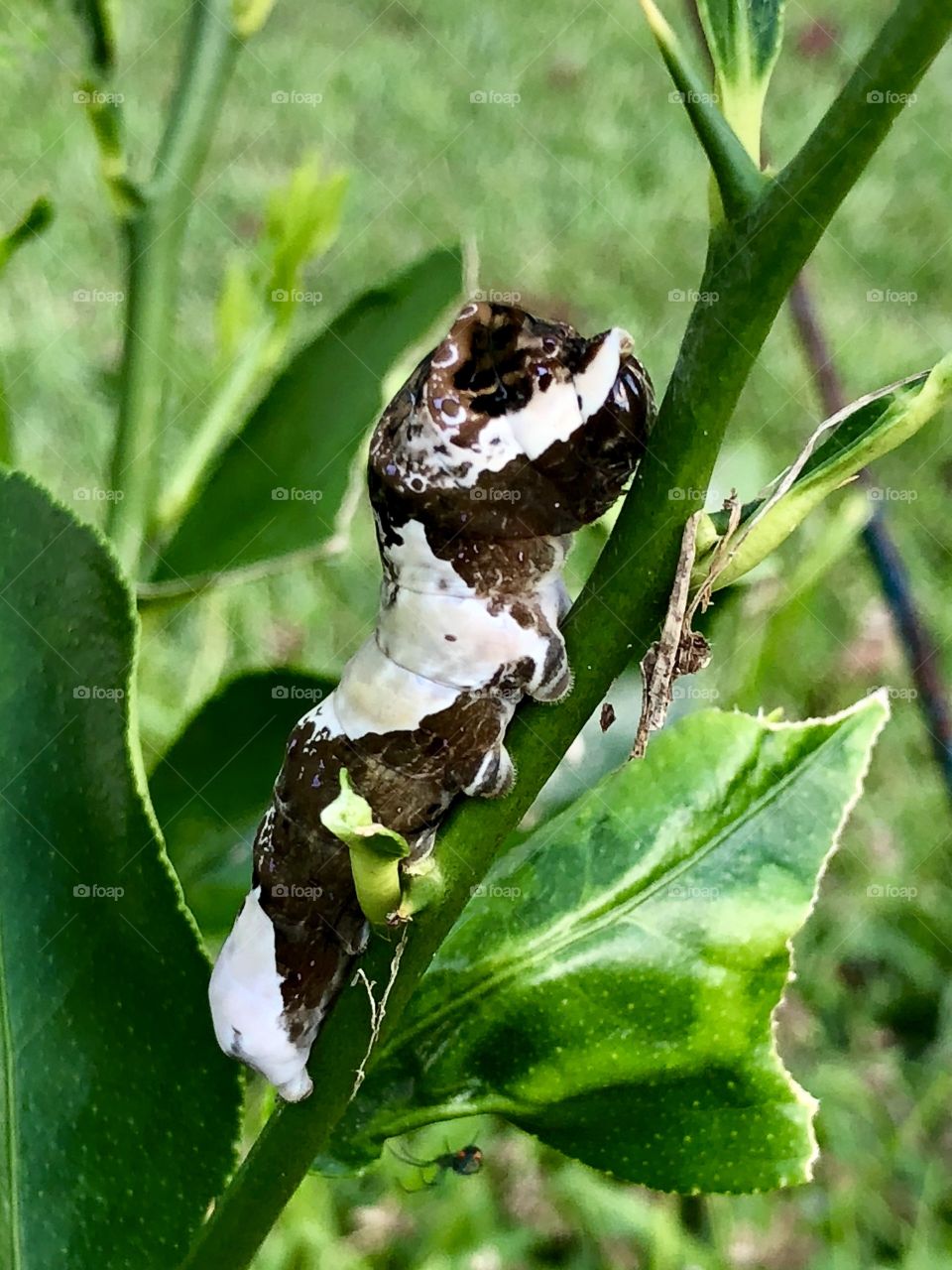 Giant swallow tail butterfly caterpiller