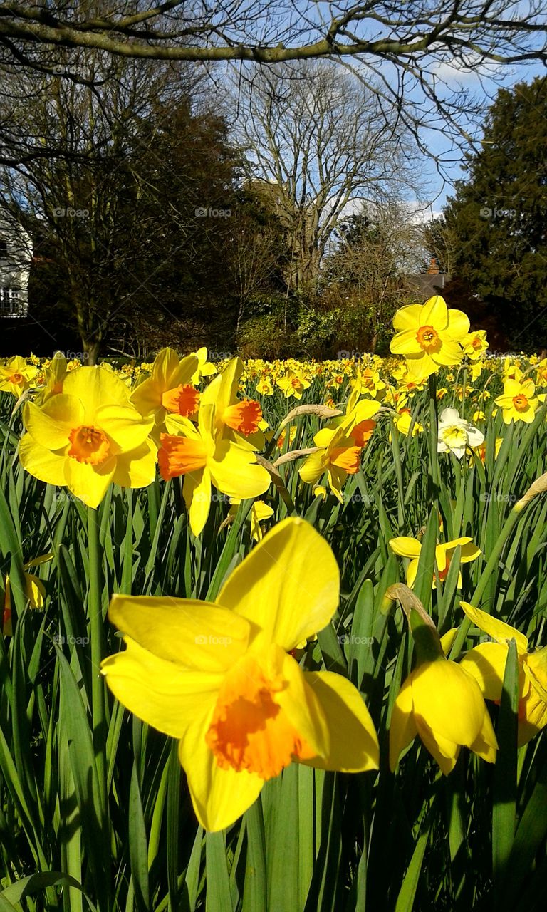 Daffodils