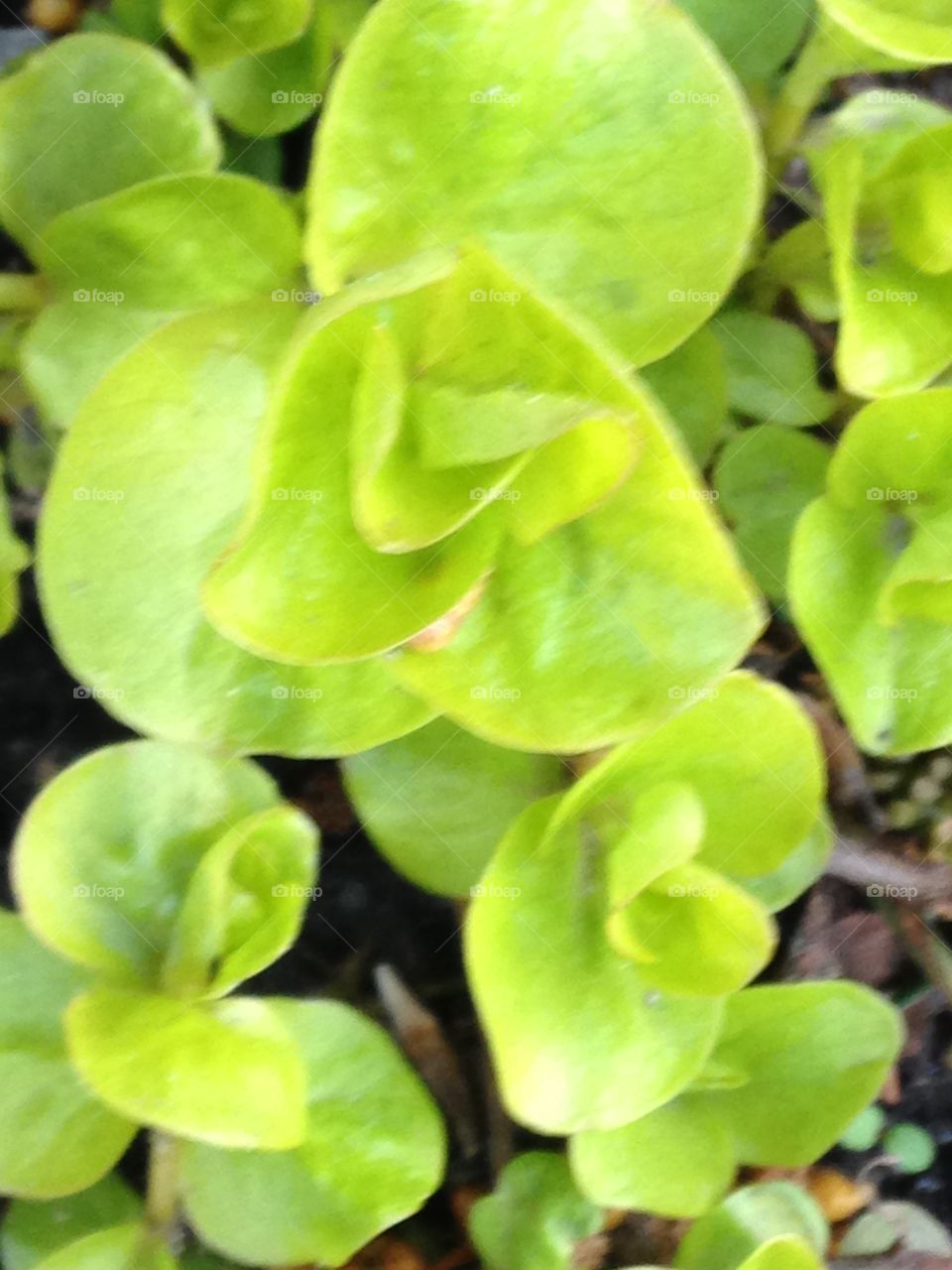 Green leafs 