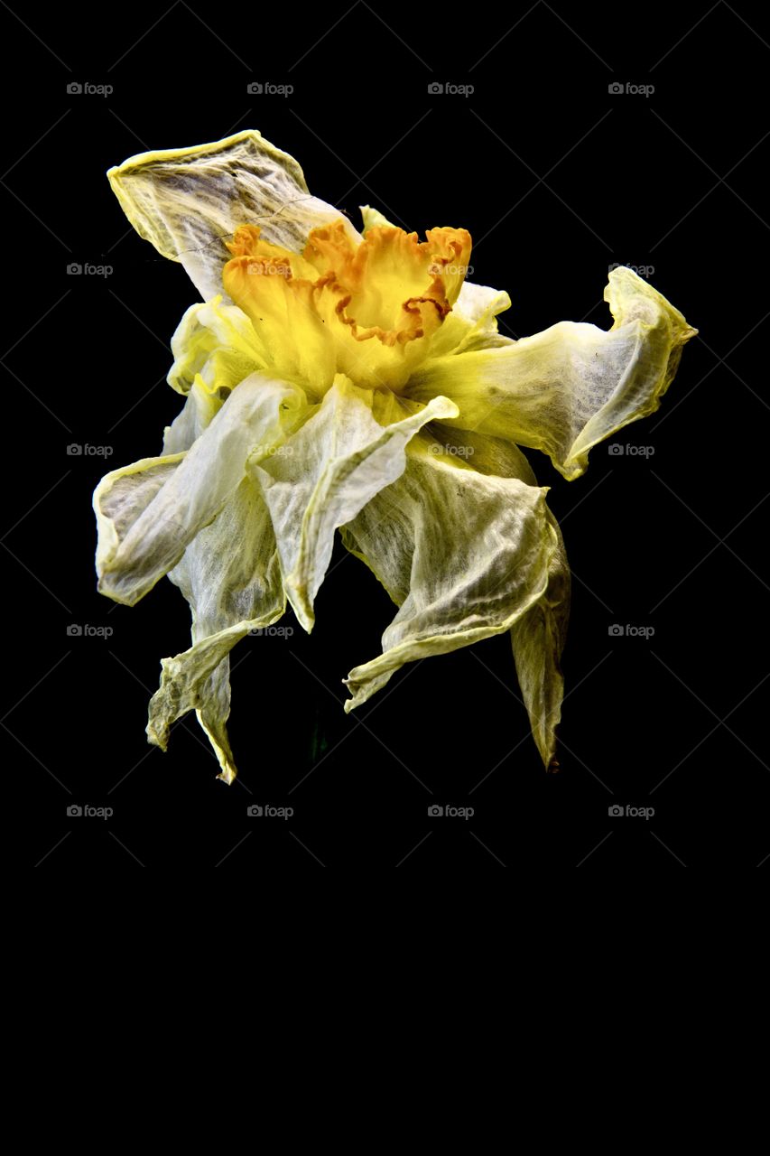 Dying flower in elegant detail, sharp focus, high contrast. Set against solid black background. 