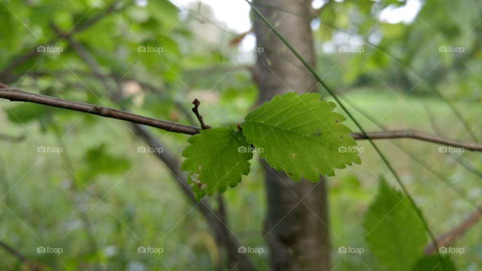 A beautiful green leaf in forest against the sun. Closeup photo.