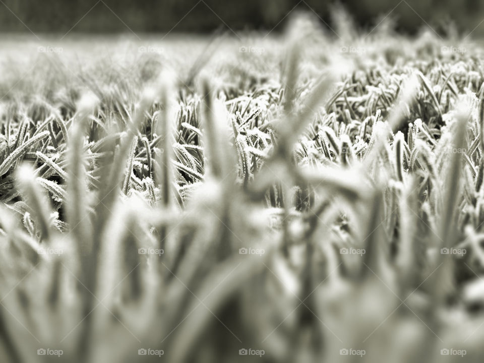frozen grass