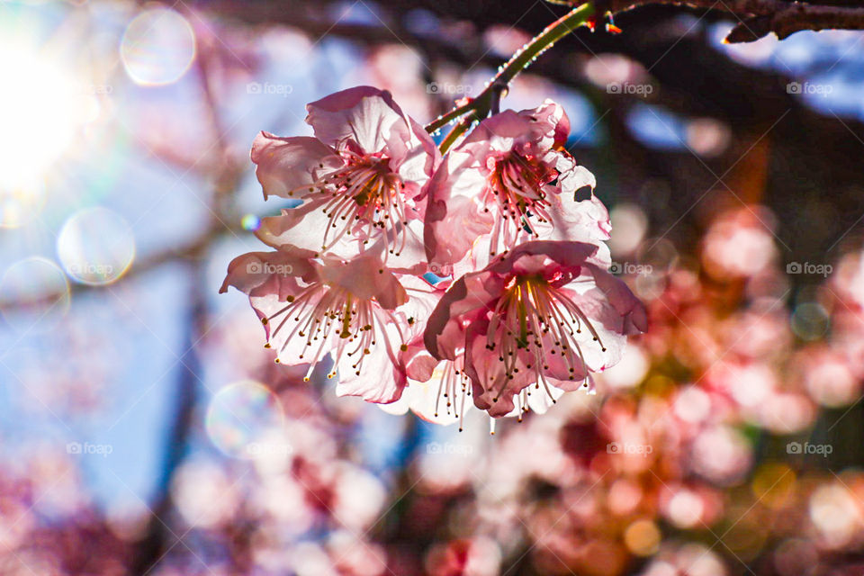 櫻花盛開