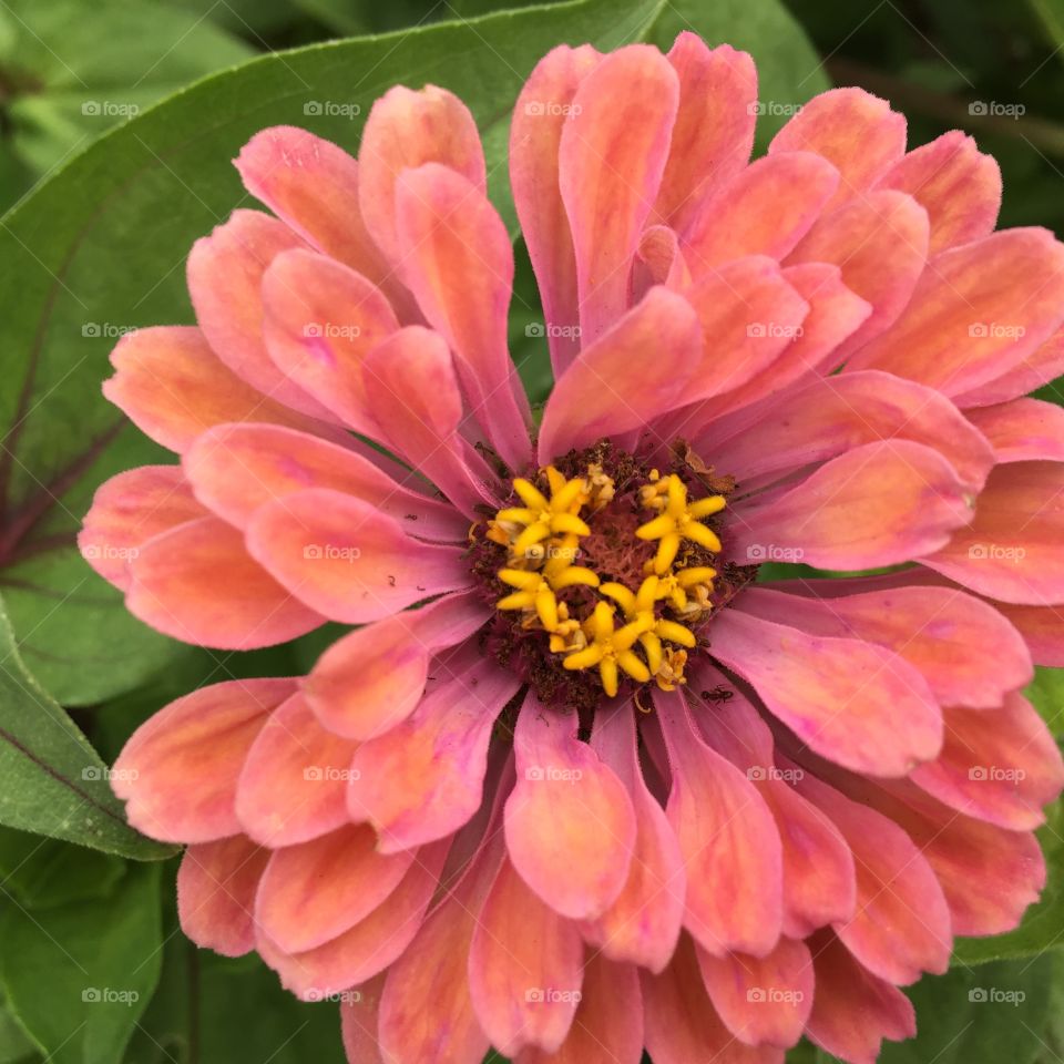 Zinnia blossom 