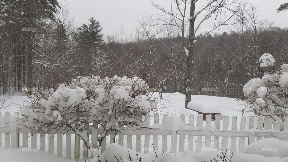 Snow, Winter, Cold, Tree, Frost