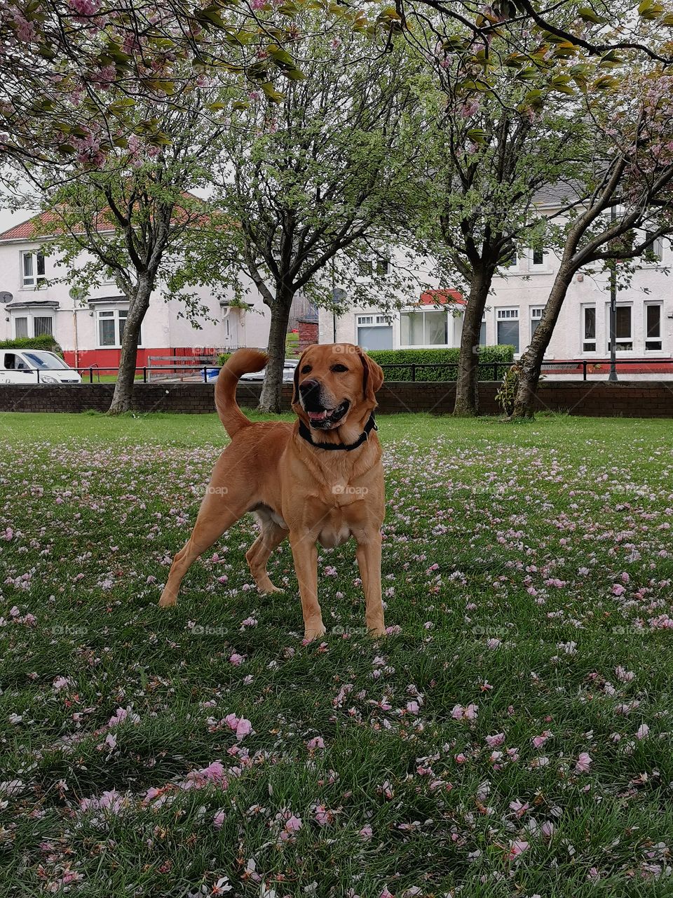 Golden labrador walking in the park.