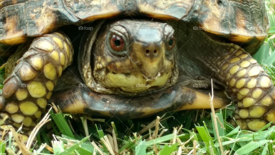 Turtle, Tortoise, Reptile, Shell, Shell (Food)