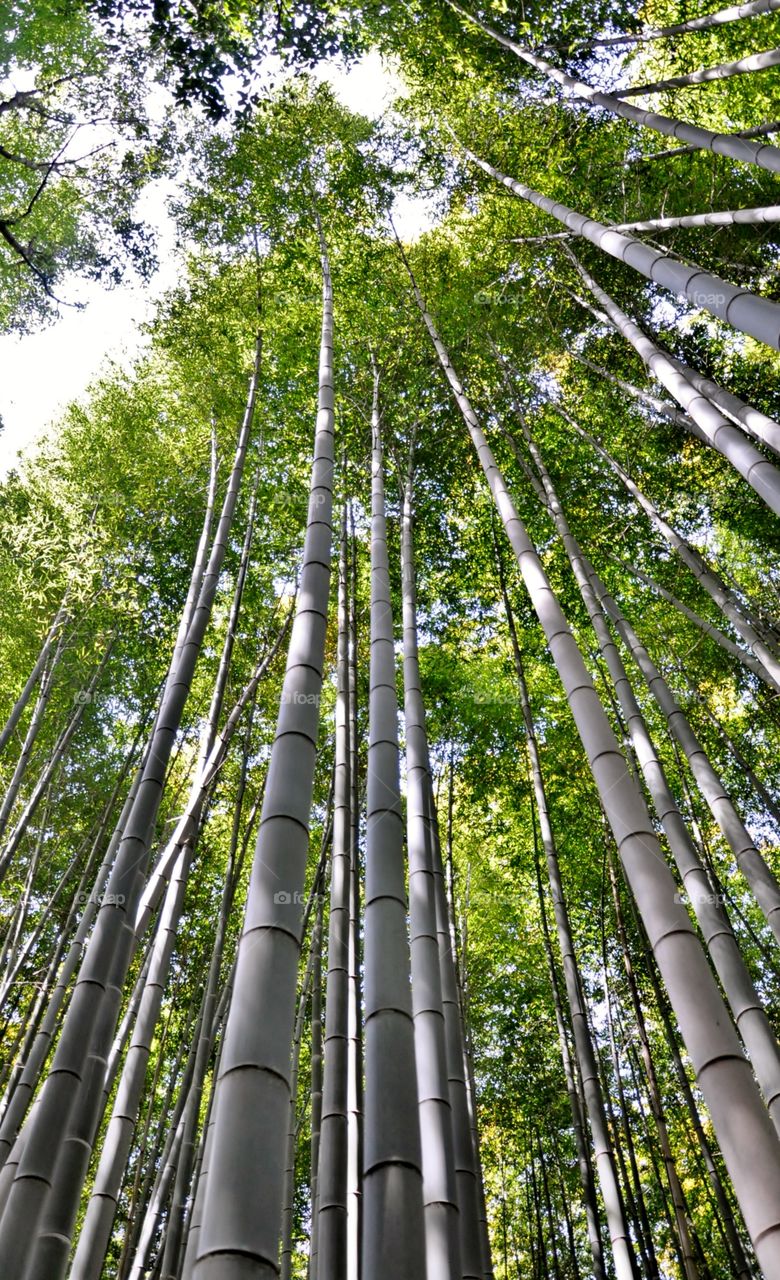 Low angle view of bamboo forest