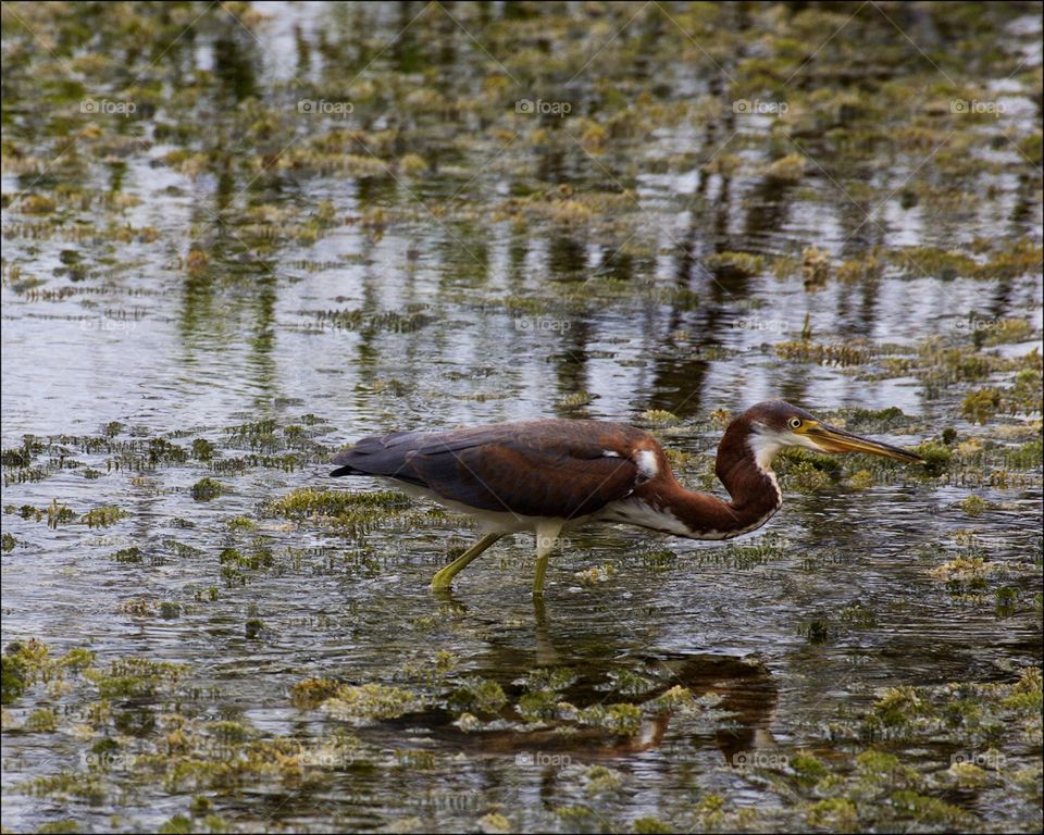 Beautiful elegant Tricolored heron hunting for food in the wetlands.