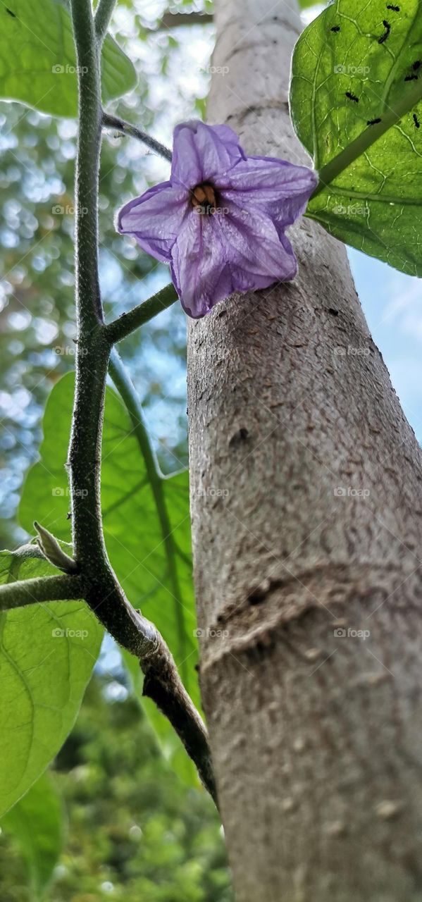 flower and tree