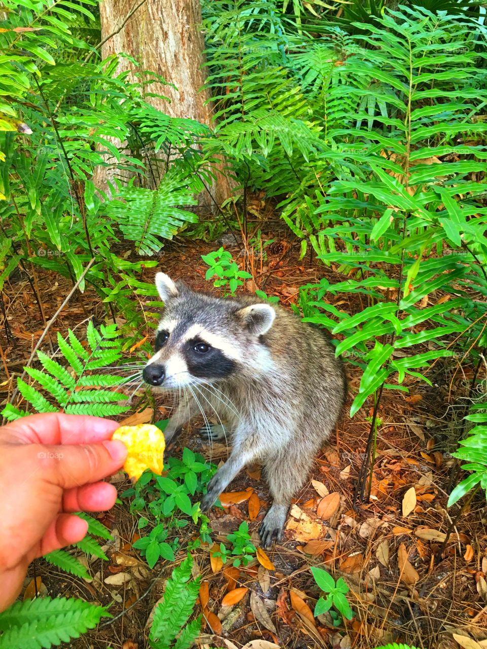 Nature, Wildlife, Wood, Wild, No Person