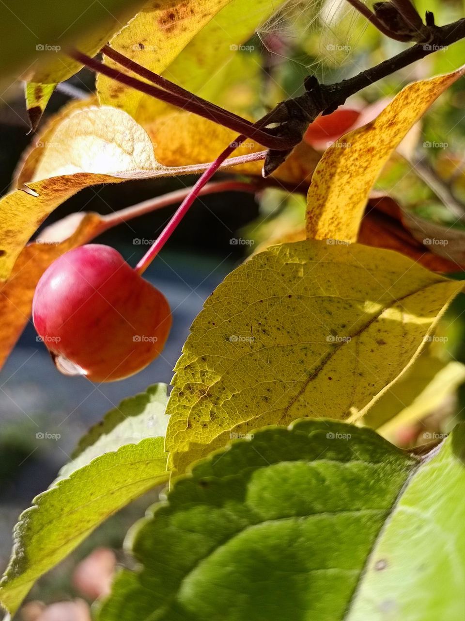 Close up of a malus evereste with yellow autumn leaves around