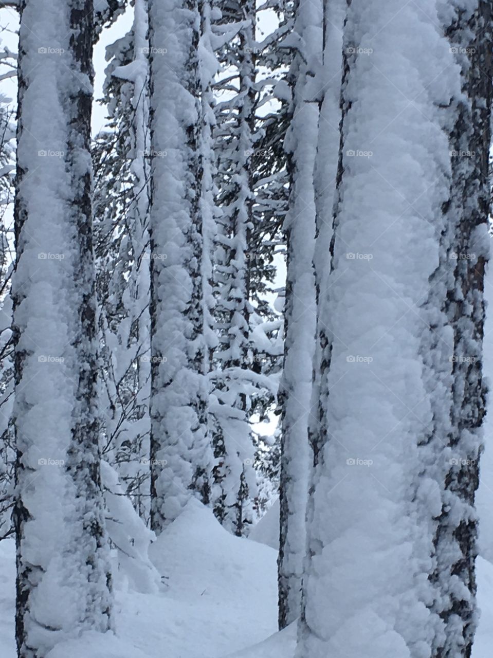 Snowy tree trunks 