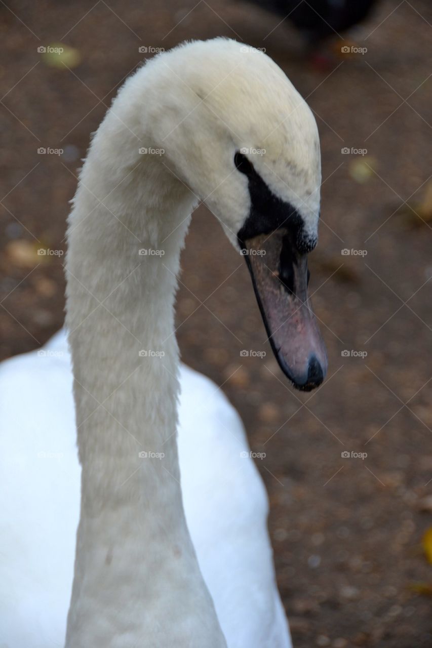 Swan