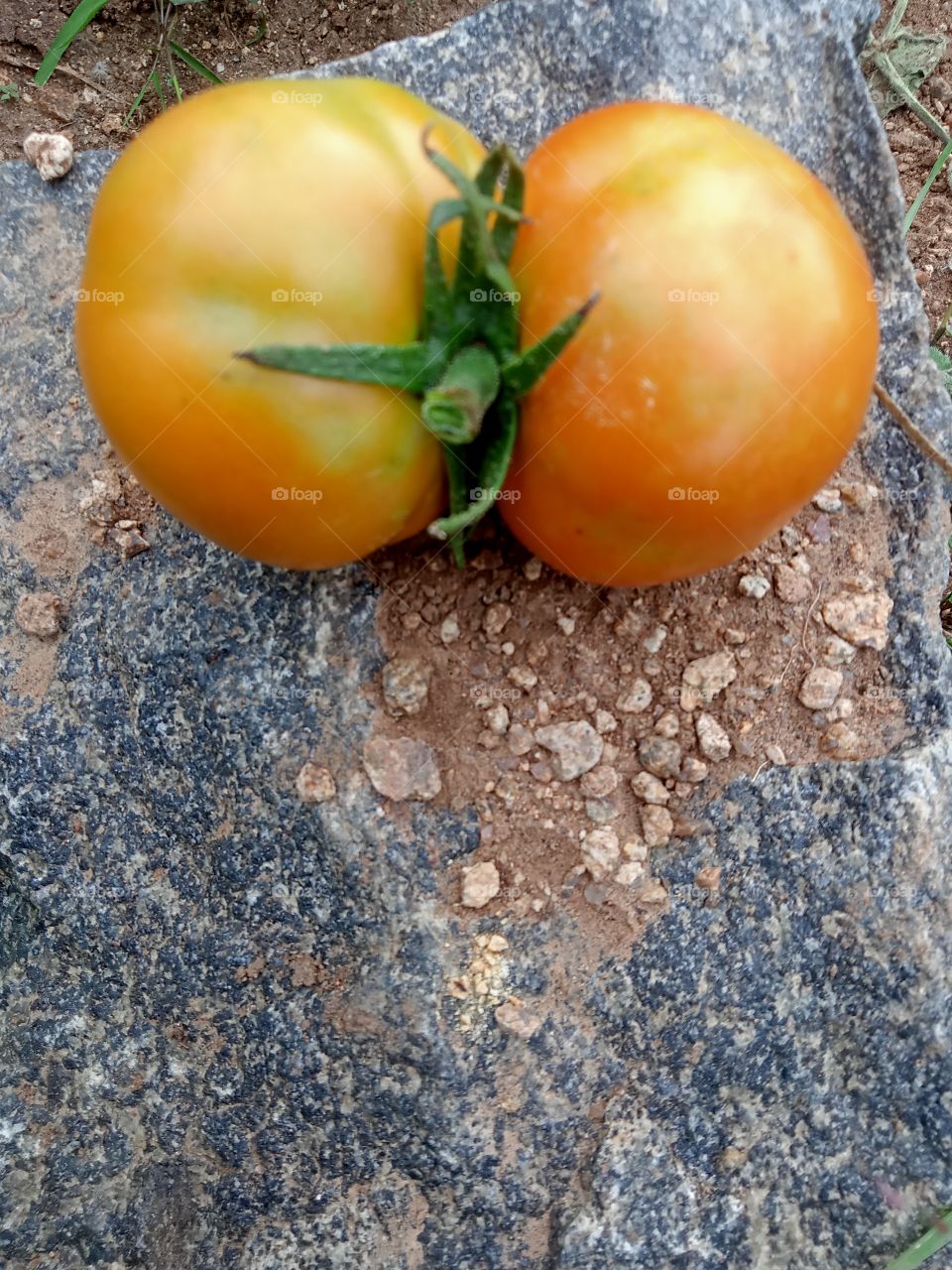 double tomato