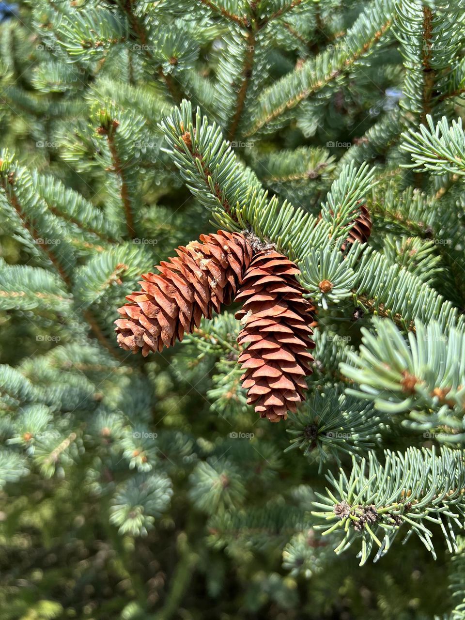 Pine cones
