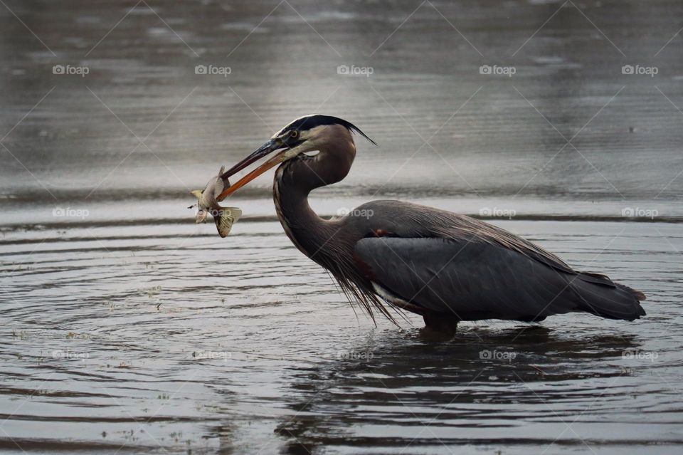 It’s a gray and rainy day in Clarksville, Tennessee as a Great Blue Heron catches a meal at Swan Lake 