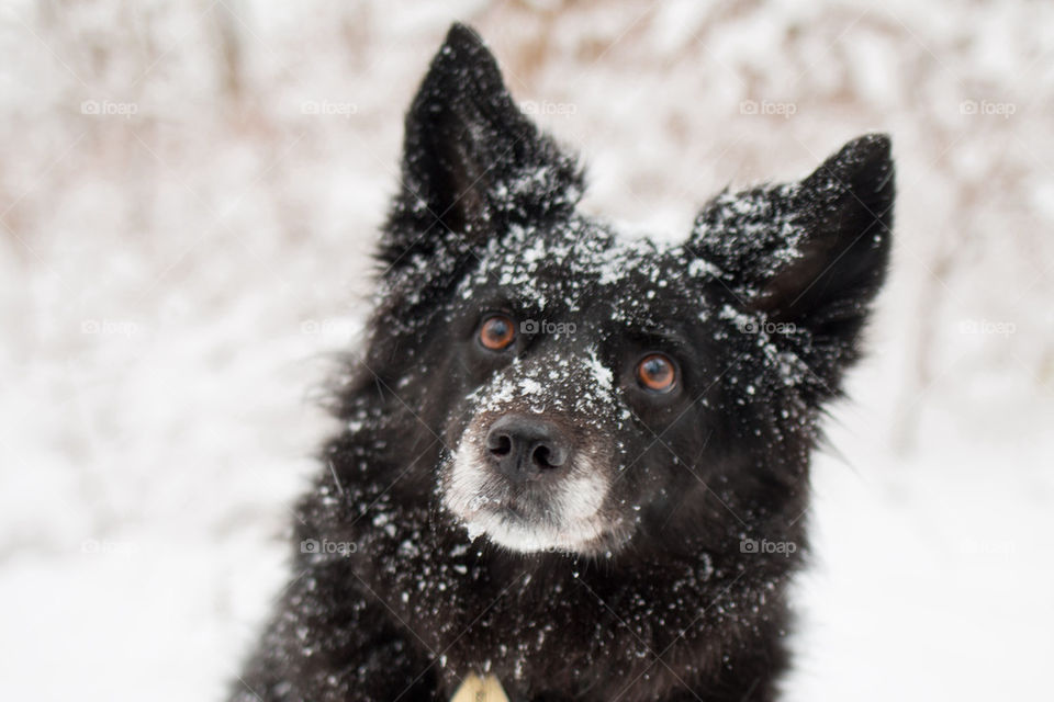 Snow covered pup