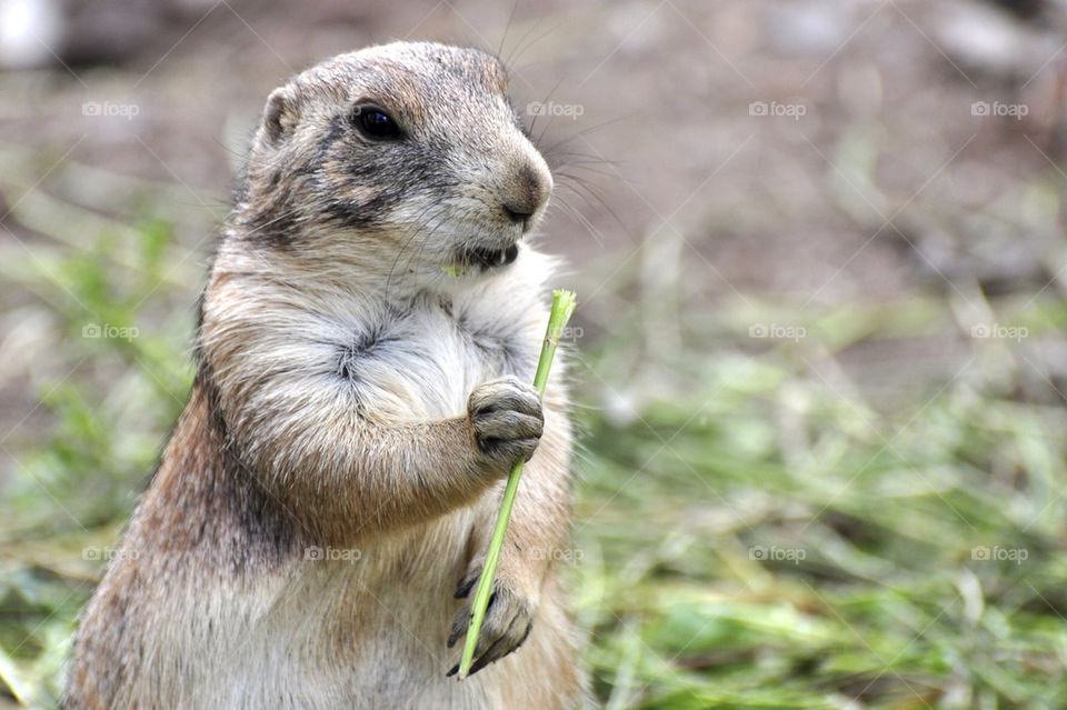 sweden dog animal zoo by hkjohan