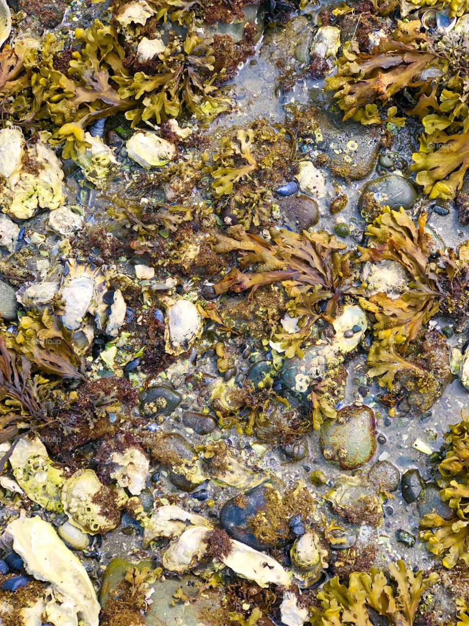 Seashore Ocean Beach Shore Tidepool Life Organisms