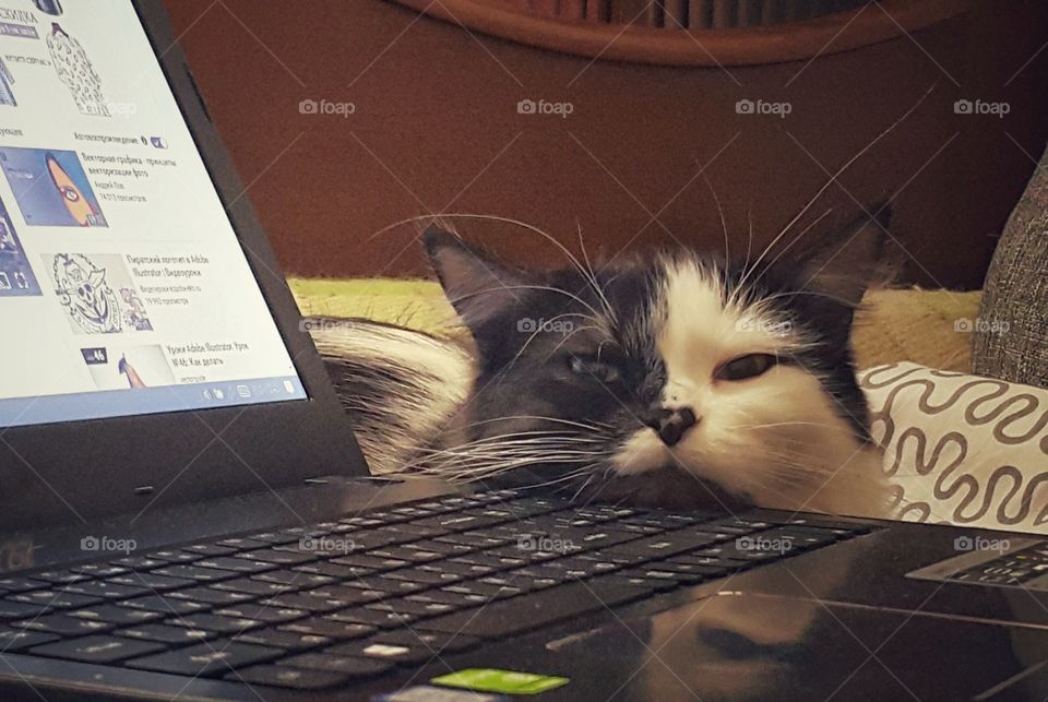 Cat-hacker