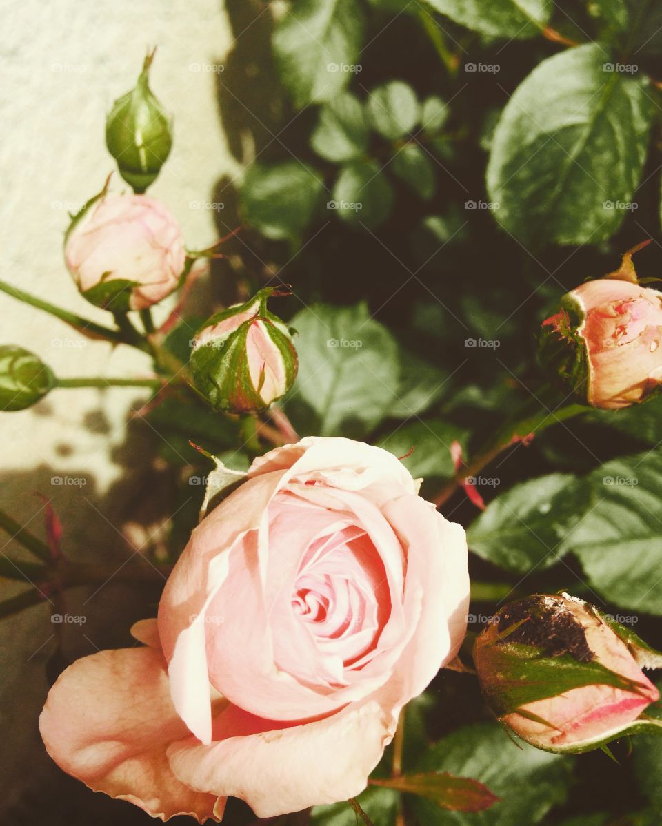 Pink roses?