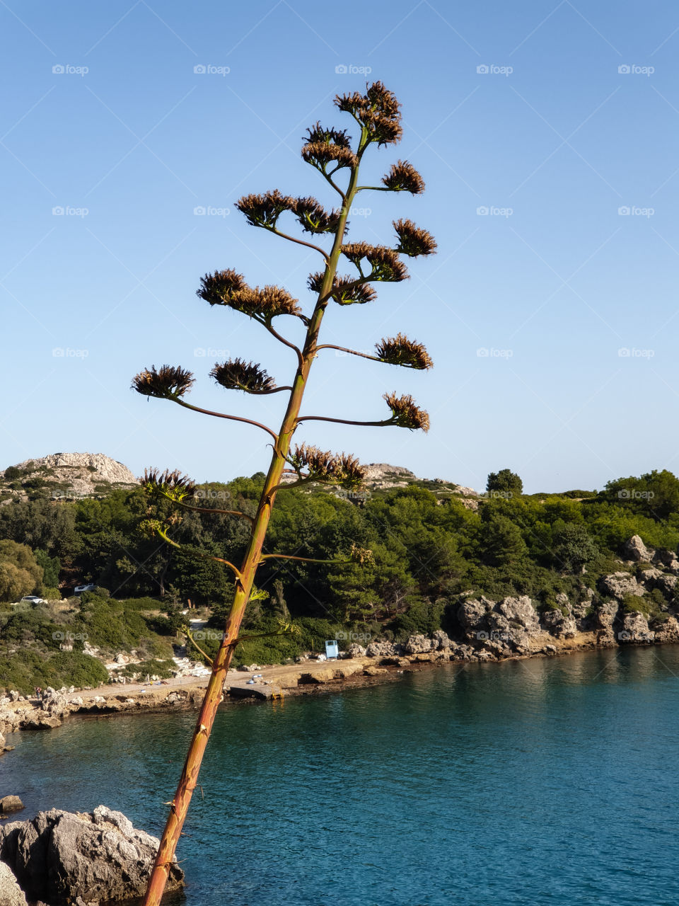Agave Americana Tree in Anthony Quinn Bay