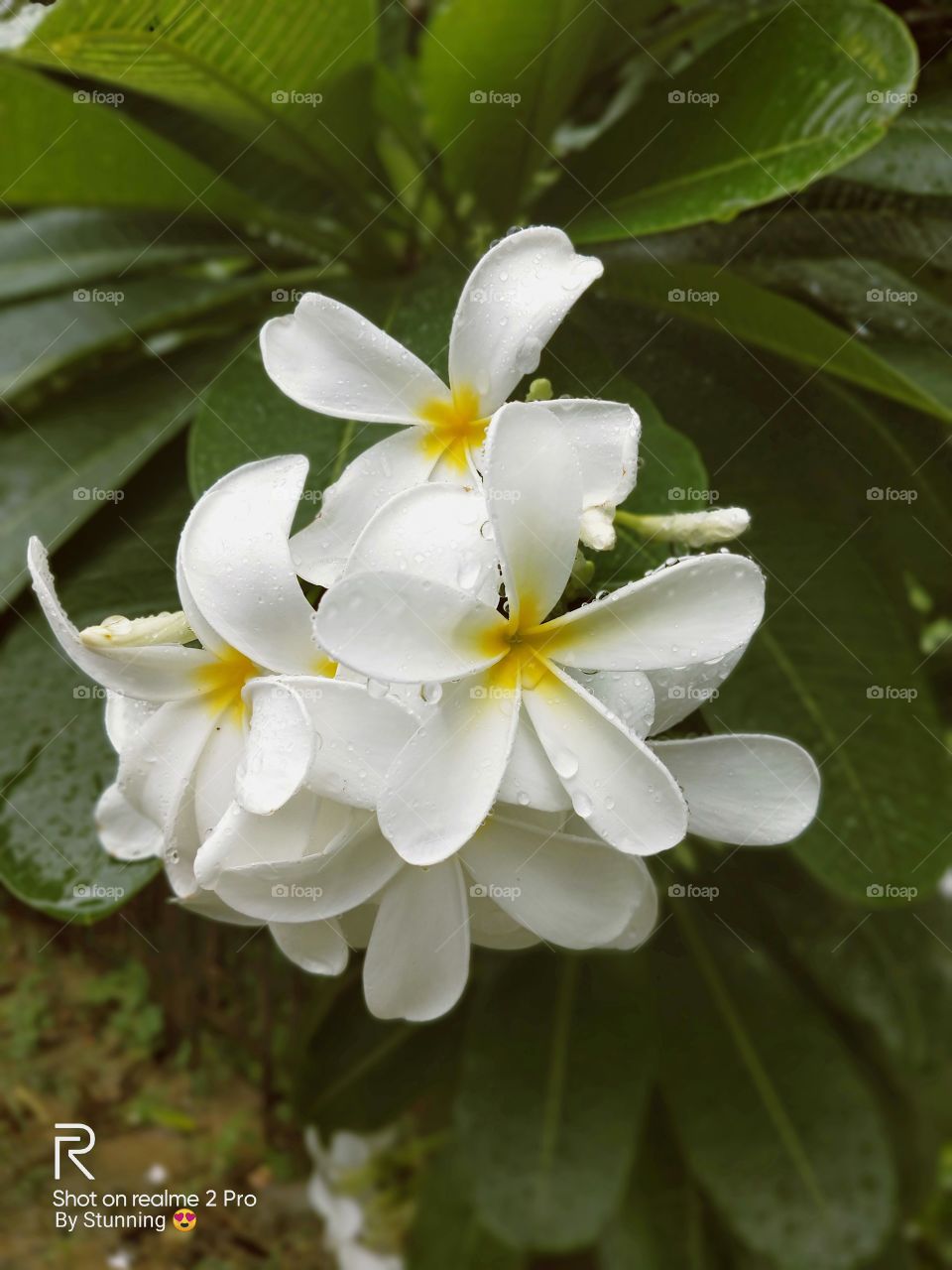 nothing is more peaceful than nature's lap