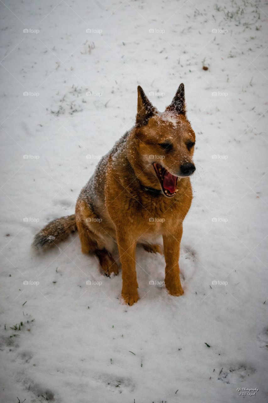 Allie bored with the snow